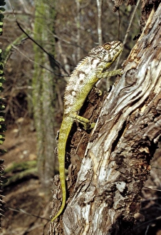 Camouflage Animal Prints: Chameleon