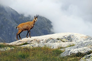 European Mountain Goats Prints: Chamois C014 / 3040