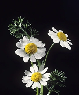 Chamomile Flowers Prints: Chamomile flowers