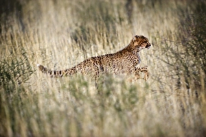 Fastest Land Animal Prints: Cheetah in grass