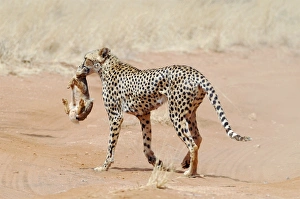 Big Cat Predators Prints: Cheetah with a rabbit