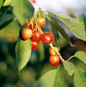 Fresh Cherries Prints: Cherries