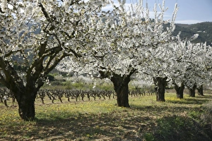 White Cherry Blossoms Prints: Cherry orchard