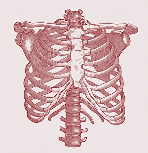 Prints of Chest bones. Historical artwork of the bones of the human chest Images Dated 2005 December: Human Chest Bones Print