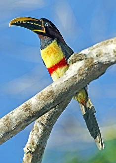 Fruit Eating Birds Prints: Chestnut-eared aracari