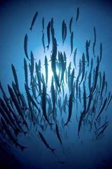 Chevron barracuda Print