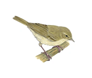 Chiffchaff Bird Prints: Chiffchaff, artwork C016 / 3250