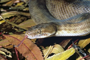 Australian Snakes Prints: Childrens python