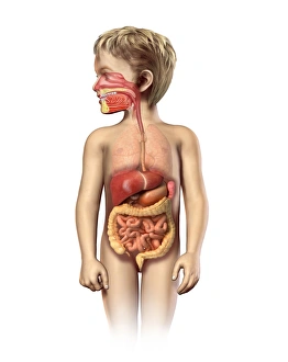 Prints of Childs digestive system, computer artwork Images Dated 2012 November: Child's Digestive System Print
