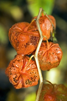 Chinese Lanterns (Physalis sp.) C017/7523 Chinese Lanterns (Physalis sp.) C017/7523