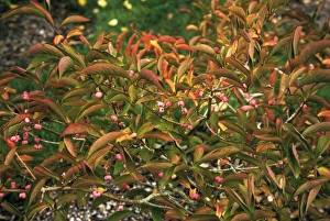 Ornamental Shrub Photos Prints: Chinese spindle tree Winter Glory