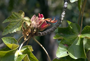 Exotic Plant Species Prints: Chiranthodendron pentadactylon
