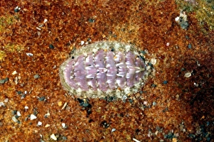Marine Invertebrates Prints: Chiton shell