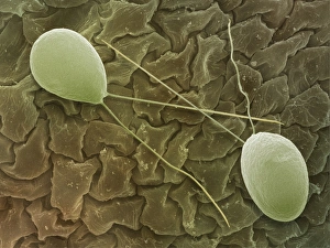 Images Dated 2001: Chlamydomonas sp. algae SEM Print