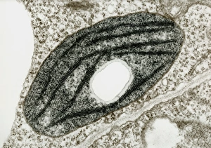 Chloroplast in the leaf of a pea plant Chloroplast in the leaf of a pea plant