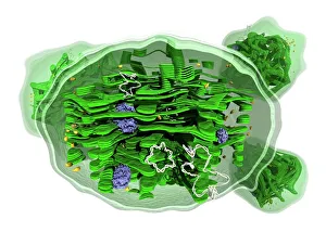 DNA Prints: Chloroplast Structure Print