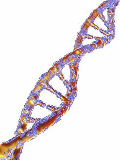 Cholesterol Molecular Model Print