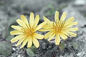 Exotic Plant Photography Prints: Chorisis repens