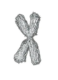 DNA Prints: Condensed Chromosome Print