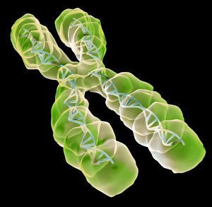 Chromosome Structure Prints: Chromosome, artwork