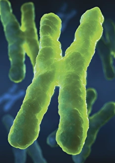 Deoxyribonucleic Acid Prints: Chromosomes, artwork