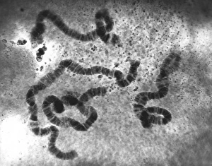 Light Micrograph Images Prints: Chromosomes, light micrograph C016 / 6354