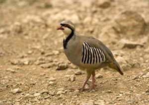 Greek Nature Reserve Prints: Chukar