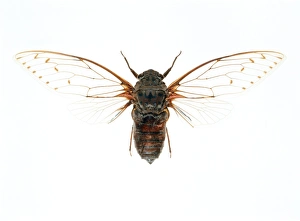 Images Dated 12th February 2003: Cicada Print: Large-winged Insect