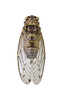 Cicada Print (Upperside)