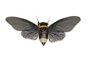 Insect Close Up Photos Prints: Cicada C016 / 2251