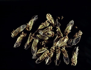 Cicada insects Cicada insects