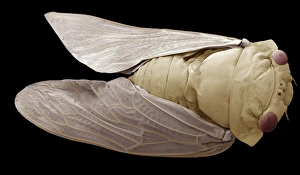 Scanning Electron Microscope Images Of Insects Prints: Cicada, SEM