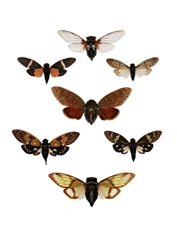 Cicadas Print: A Collection of Global Species