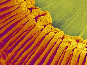 Images Dated 7th September 2004: Ciliary Body SEM Print