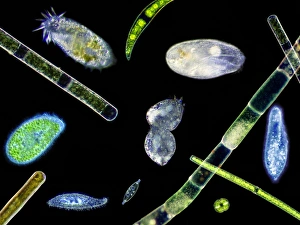 Protozoa Micrograph Prints: Ciliate protozoa, light micrograph