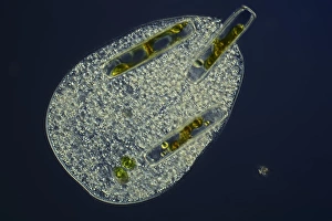 Images Dated 8th March 2013: Ciliate protozoan ingesting algae Print