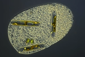 Light Micrograph Images Prints: Ciliate protozoan, light micrograph