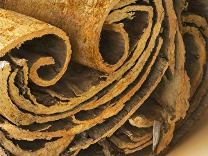 Herbal Remedies Pictures Prints: Cinnamon, SEM