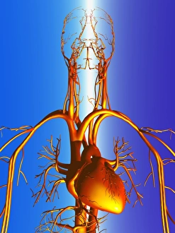 Human Circulatory System Illustration Prints: Circulatory system