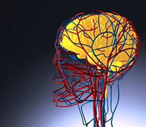 Circulatory System Prints: Circulatory system and brain, artwork