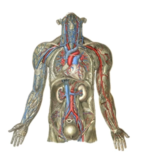 Human Body Circulatory System Prints: Circulatory system, artwork