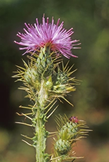 Mediterranean Botanicals Prints: Cirsium creticum