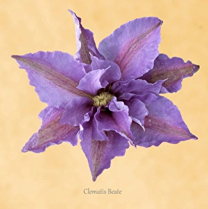 Perennial Garden Plants Prints: Clematis Beate