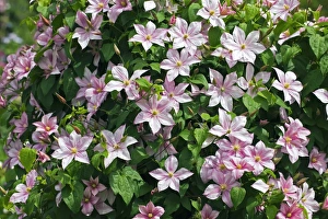 Clematis Flowers Prints: Clematis Carloline