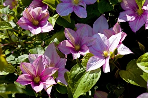 British Summer Flowers Prints: Clematis Caroline