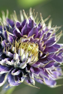 Large Flowering Plant Prints: Clematis flower