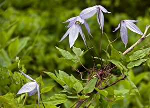 Blue Clematis Prints: Clematis occidentalis