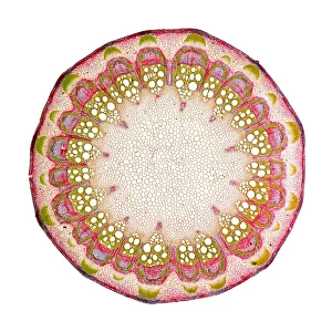 Images Dated 16th September 2009: Clematis Stem Transverse Section Print