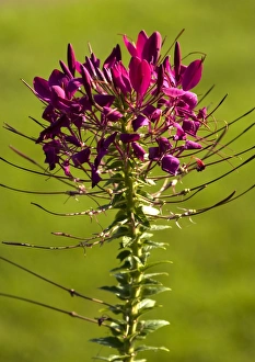 Cleome Spinosa Prints: Cleome spinosa