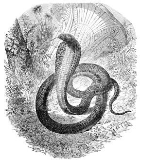 Images Dated 20th July 2011: Print of Cleopatra's Egyptian cobra